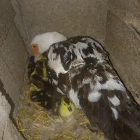 جوجه اردک اسراییلی با مادر یک روزه و تا چند ماه