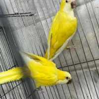 خورشیدی راهب گرینچیک رزیلا ردچیک روبینو لوری