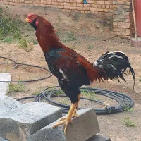 خروس لاری