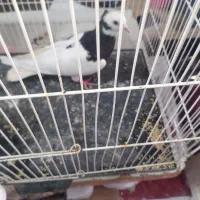 کبوتر طوقی سینه سیاه