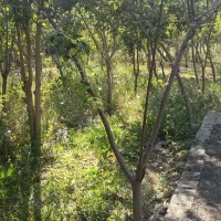 باغ ۱۰۰۰متری در  پیربکران