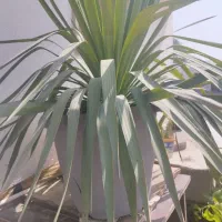 گل‌های آپارتمانی