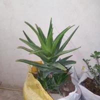 گل های طبیعی