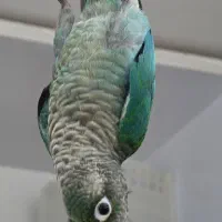جفت جوانه گرینچیک تراکوئیس