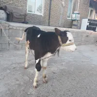 گوساله حیوانات ومزرعه