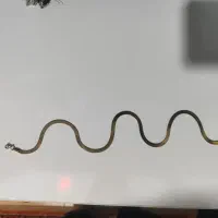 گردنبند ماری|زیورآلات و اکسسوری|شازند, |دیوار