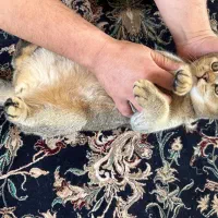 گربه بریتیش