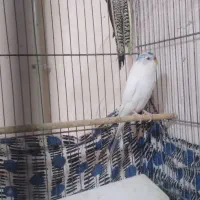 مرغ عشق وفنج