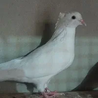 کبوتر سفید اراکی