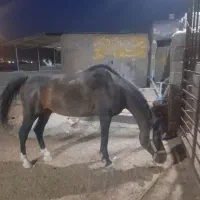 مادیون|اسب و تجهیزات اسبسواری|نورآباد ممسنی, |دیوار