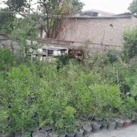 گل طبیعئ