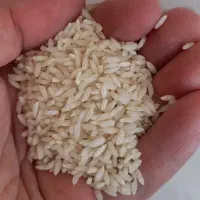برنج ایرانی و پاکستانی با قیمت عمده
