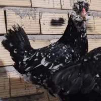 فروش جوجه و نیمچه گلین