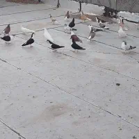 کفتر