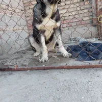 توله ماده پژدر شش ماهه