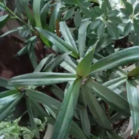 گل.|گل و گیاه طبیعی|نیشابور, شهید بهشتی|دیوار