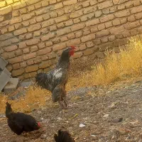 مرغ و خروس نژاد دار