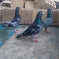 کفتر جوجه سبز