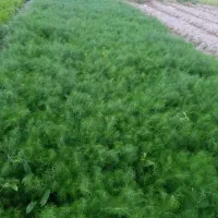 فروش پنج سیر آب یک ساعت ونیم