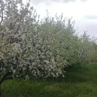 فروش-باغ-سیب