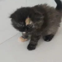 اسکاتیش|گربه|مشهد, شهرک امام هادی (شهرک غرب)|دیوار