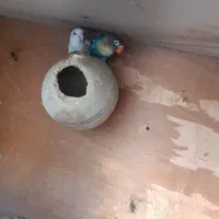 طوطی برزیلی