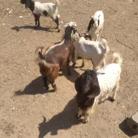 ۴عددبزغاله نر