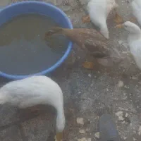 7عدد اردک 5ماهه