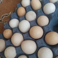 تخم مرغ محلی