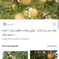 سیب تناژ روی درخت
