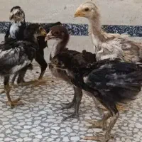 نیمچه لاری و گلین