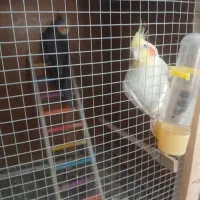 فروش عروس هلندی لوتینو. سینامو|پرنده|یزد, |دیوار