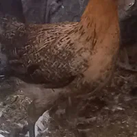 جوجه‌مرغ‌گلین