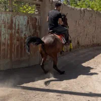 اسب