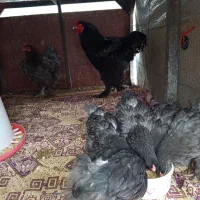 خروس مرغ برهما بلک