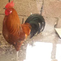 خروس جوان