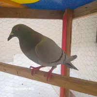 کفتر