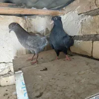 کفتر مفلق آبادانی زاغ وسرخ