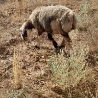 میش داشتی ویک بره ماده