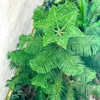 کاج مطبق