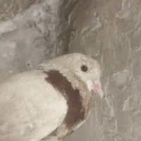 کبوتر|پرنده|دره شهر, |دیوار