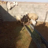 میش زایده وابست