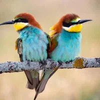 پرنده پیداکردم صاحبش نشانی بده