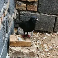 کفتر زاغ نر