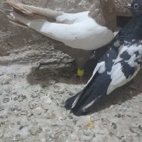 کفتر