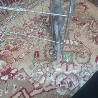 عروس هلندی پیدا شده