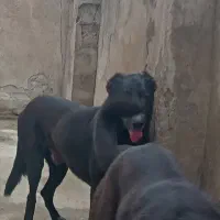 سگ سراب