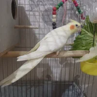 عروس هلندی نرو ماده یک ونیم ساله
