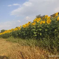 آفتاب گردان  70000