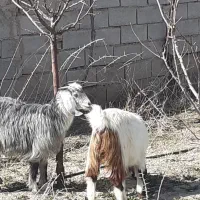 بزغاله ی چاووش سه عدد|حیوانات مزرعه|نیشابور, شهرک رضوی|دیوار